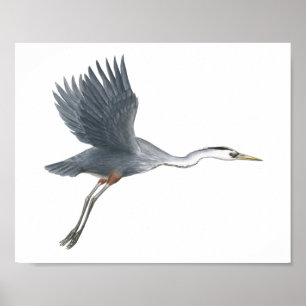 Great Blue Heroin startet Fine Art Print Poster