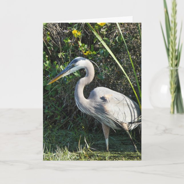 "Great Blue Heron 1."Grußkarte Karte (Vorderseite)