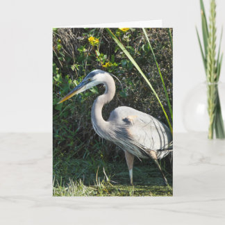"Great Blue Heron 1."Grußkarte Karte