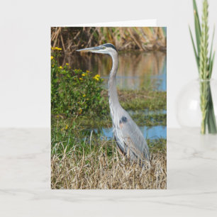"Great Blue Heron 2."Grußkarte Karte