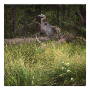 Great Blue Heron 8917 Fotodruck