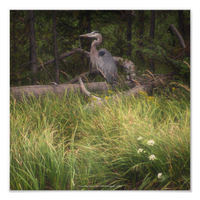 Great Blue Heron 8917 Fotodruck (Vorne)