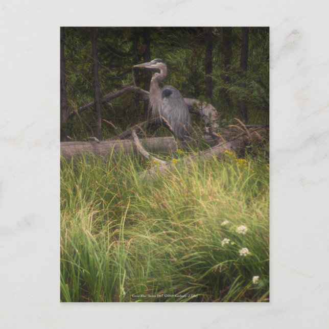 Great Blue Heron 8917 Postkarte (Vorderseite)