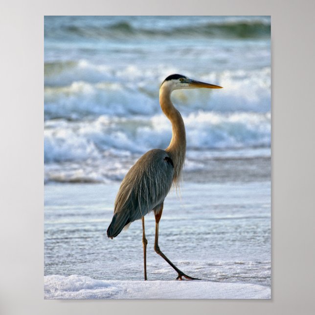 Great Blue Heron am Strand Poster (Vorne)