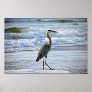 Great Blue Heron am Strand Poster