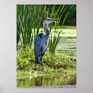Great Blue Heron am Teich Poster