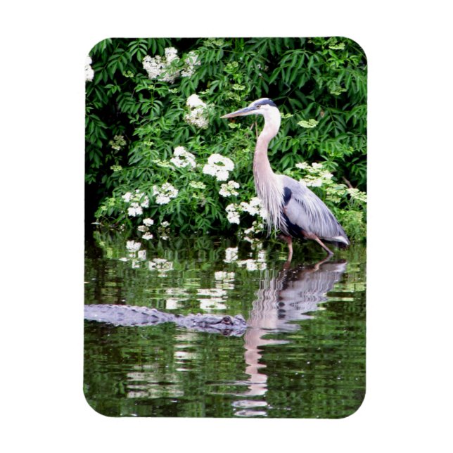 Great Blue Heron and Alligator Magnet (Vertikal)