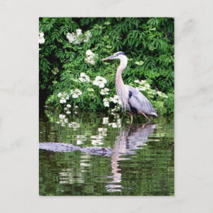 Great Blue Heron and Alligator Postcard Postkarte