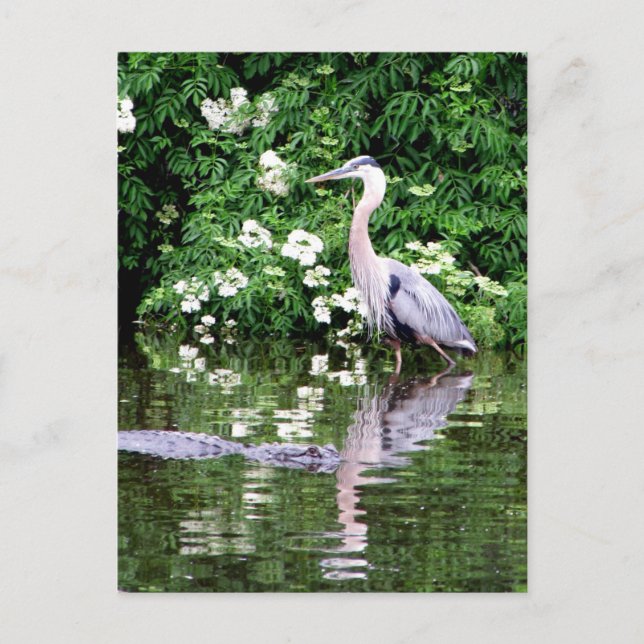 Great Blue Heron and Alligator Postcard Postkarte (Vorderseite)