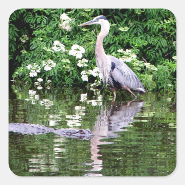 Great Blue Heron and Alligator Stickers (Vorderseite)