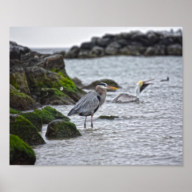 Great Blue Heron and Brown Pelican Poster (Vorne)