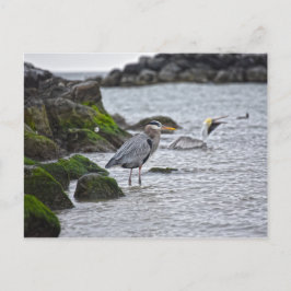 Great Blue Heron and Brown Pelican Postkarte