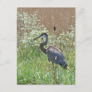 Great Blue Heron - Ardea herodias Postkarte
