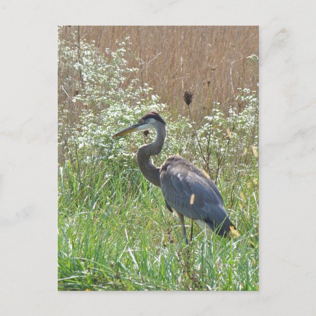 Great Blue Heron - Ardea herodias Postkarte (Vorderseite)