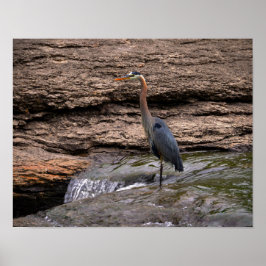 Great Blue Heron at Falls Poster