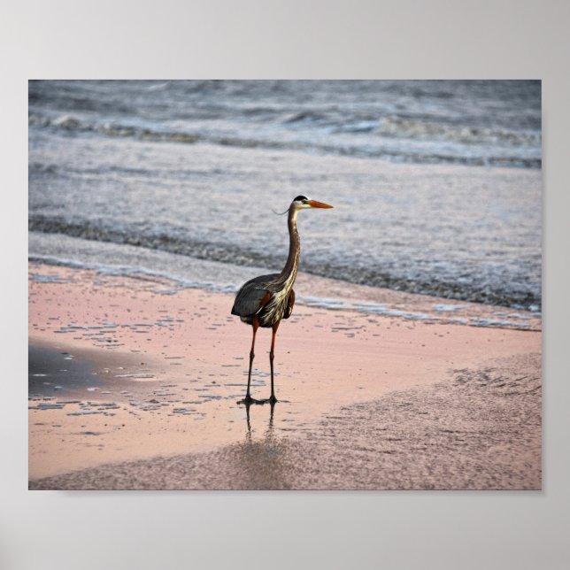 Great Blue Heron at Sunset, Florida Poster (Vorne)