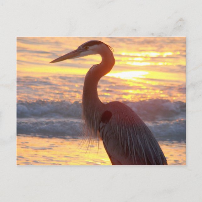 Great Blue Heron at Sunset Postkarte (Vorderseite)