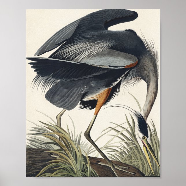 Great Blue Heron aus Birds of America Poster (Vorne)