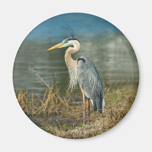 Great Blue Heron Bird Magnet (Vorne)