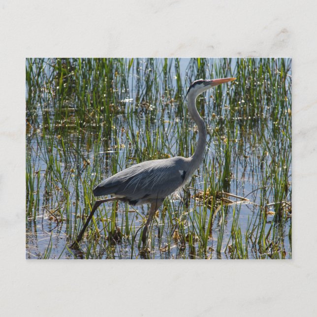 Great Blue Heron Bird Marsh Postkarte (Vorderseite)