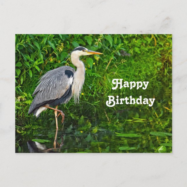 Great Blue Heron Bird Wildlife Foto Geburtstag Postkarte (Vorderseite)
