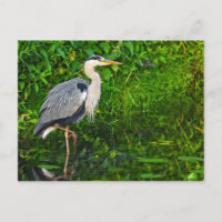 Great Blue Heron Bird Wildlife Foto