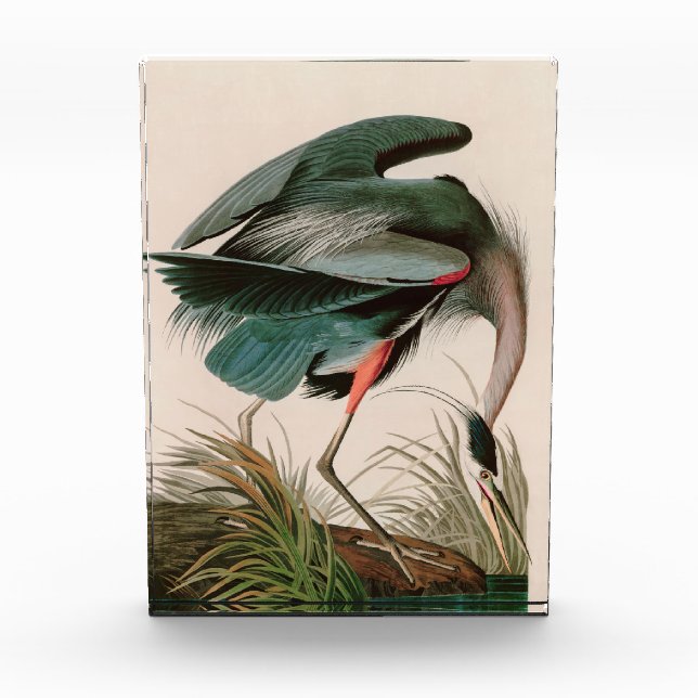 Great Blue Heron Birds of America Audubon Print Fotoblock (Vorderseite)