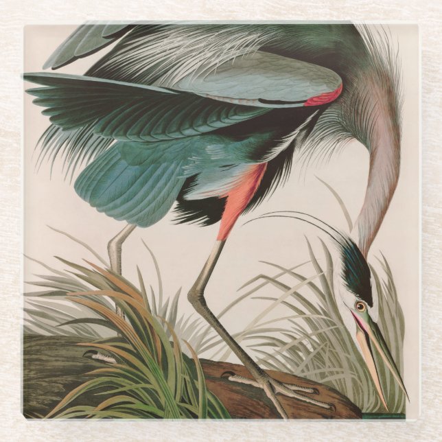 Great Blue Heron Birds of America Audubon Print Glasuntersetzer (Vorderseite)