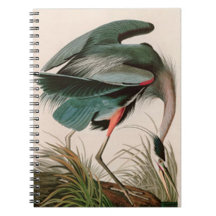 Great Blue Heron Birds of America Audubon Print Notizblock