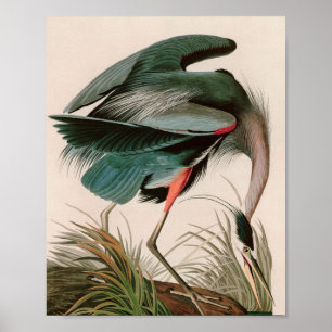 Great Blue Heron Birds of America Audubon Print Poster