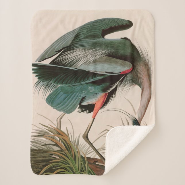 Great Blue Heron Birds of America Audubon Print Sherpadecke (Vorderseite)