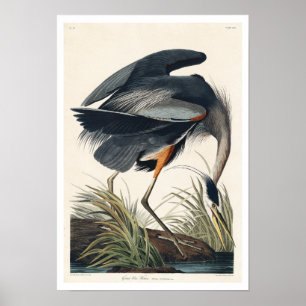 Great blue Heron by Audubon Poster