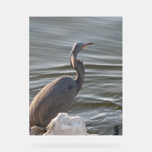 Great Blue Heron by the Water Acrylschild (Vorderseite)