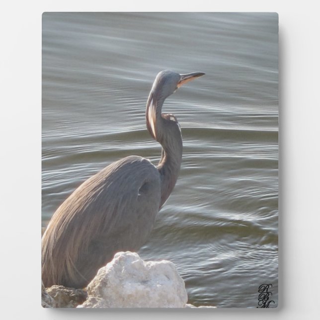 Great Blue Heron by the Water Fotoplatte (Vorderseite)