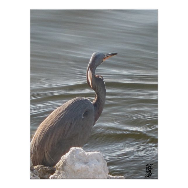 Great Blue Heron by the Water Poster (Vorderseite)
