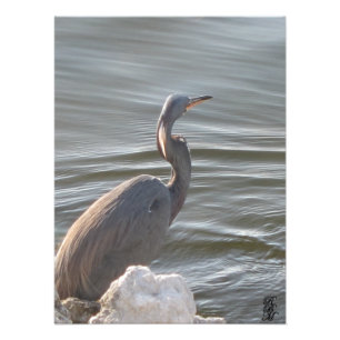 Great Blue Heron by Water Fotodruck