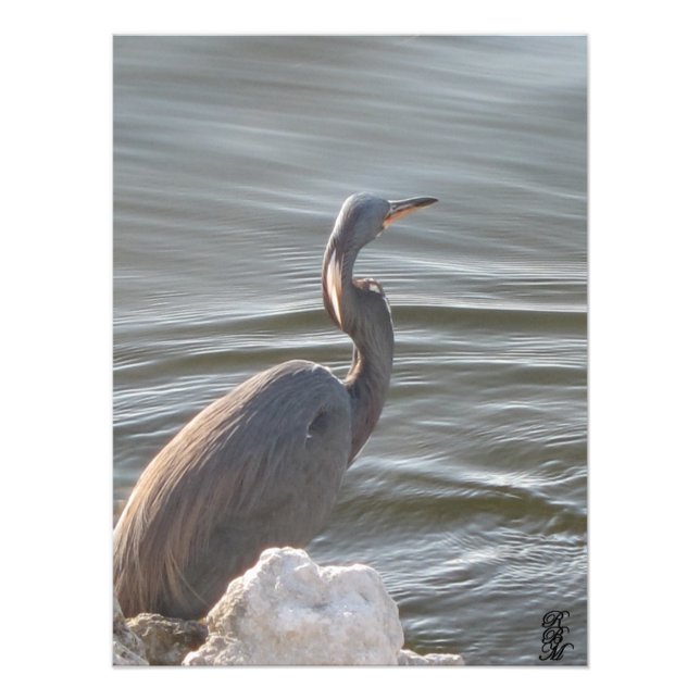 Great Blue Heron by Water Fotodruck (Vorne)