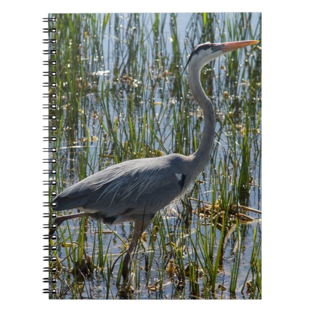 Great Blue Heron Closeup Foto Notizblock (Vorderseite)