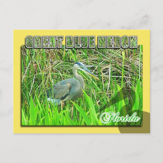 Great Blue Heron, Everglades National Park, FL Postkarte (Vorderseite)