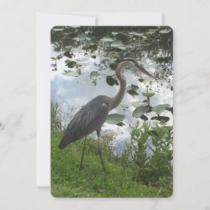 Great Blue Heron Feiertagskarte