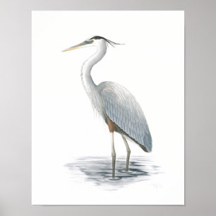 Great Blue Heron Fine Art Print Poster