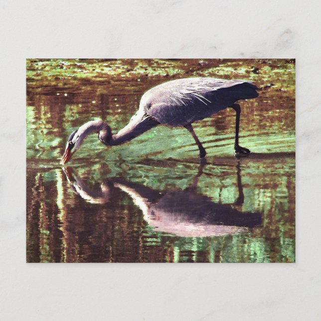 Great Blue Heron Fishing Postkarte (Vorderseite)