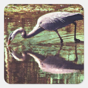 Great Blue Heron Fishing Quadratischer Aufkleber