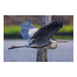 Great Blue Heron Flight Wildlife Bird Photography Poster