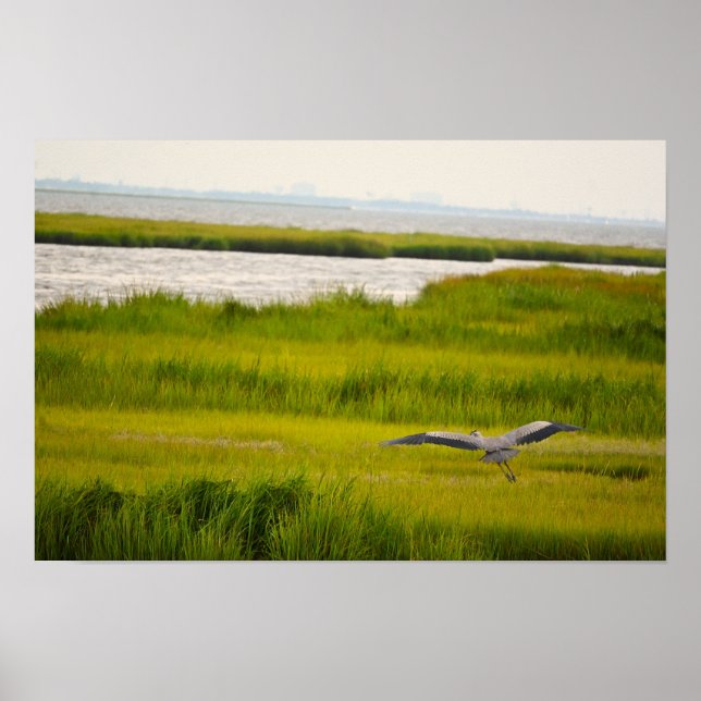 Great Blue Heron Flying Poster (Vorne)