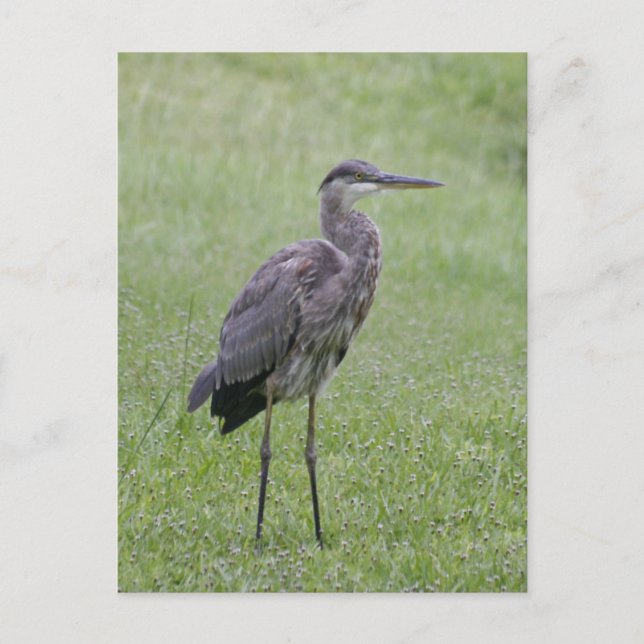 Great Blue Heron Foto Postcard Postkarte (Vorderseite)