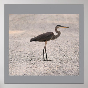 Great Blue Heron Foto Poster