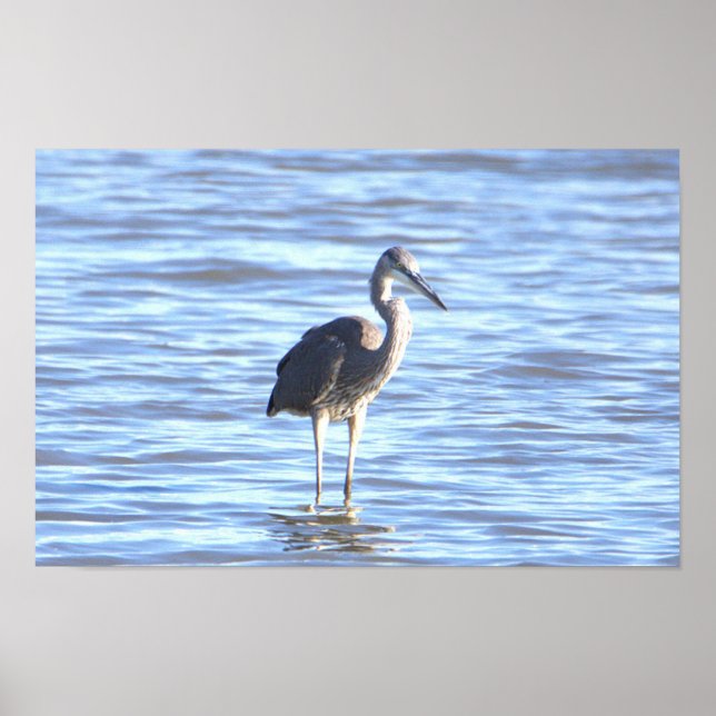 Great Blue Heron Foto Poster (Vorne)