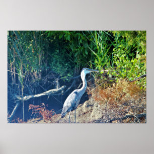 Great Blue Heron Foto Poster