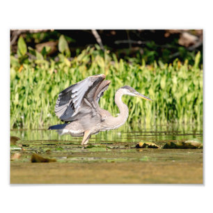 Great Blue Heron Fotodruck